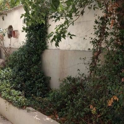 צמח מטפס על קיר, זקוק לגיזום