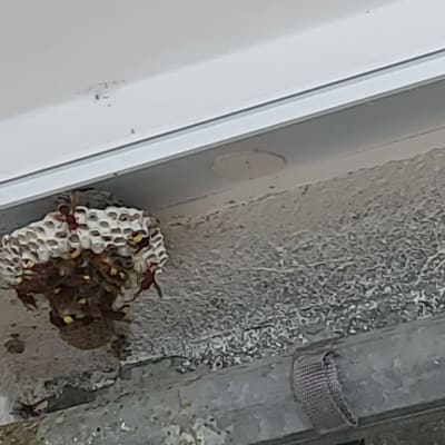 קן צרעות על קיר מתחת לתקרה