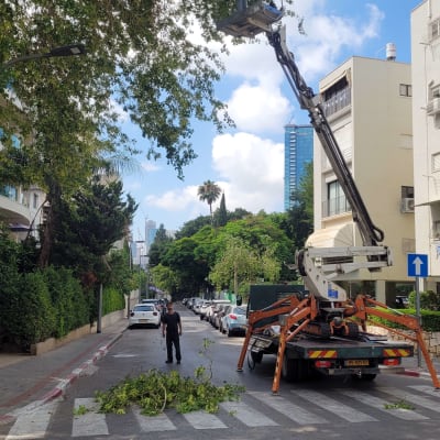 אדם בגיזום עץ עם מנוף ברחוב עירוני