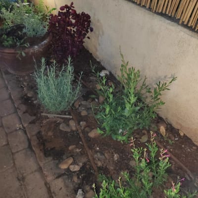 צמחים ופרחים בגינה קטנה עם אדמה ואבנים