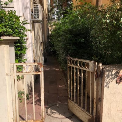 שיחים ירוקים לצד שביל, ללא פעולת גיזום נראית