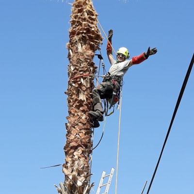 אדם מטפס על עץ דקל עם ציוד גיזום