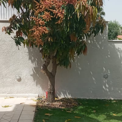 עץ עם עלים ירוקים וכתומים ליד קיר לבן