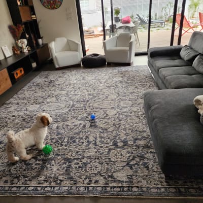 שטיח עם כלב קטן וכדורים צבעוניים