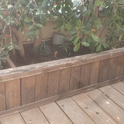 אדנית עץ עם צמחים ירוקים על דק עץ