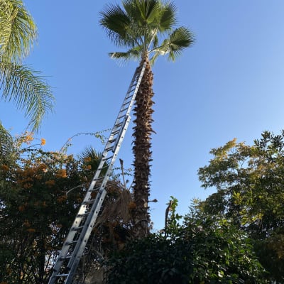 סולם מתכת נשען על עץ דקל לגיזום