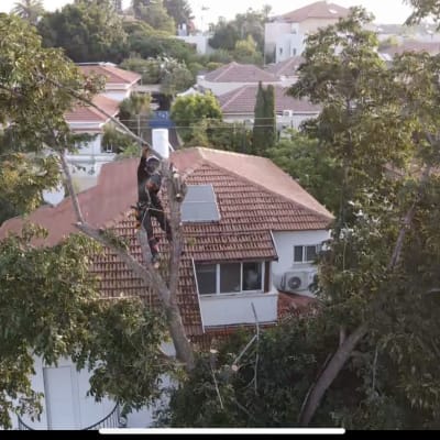 אדם גוזם עץ על גג בית עם מסור