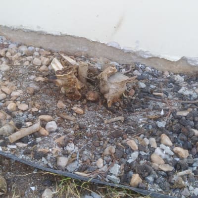 גזע עץ גזום על קרקע עם אבנים קטנות