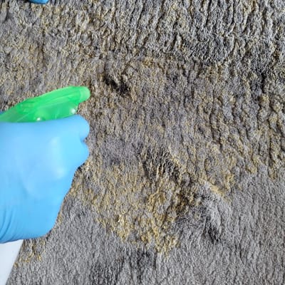 יד בכפפה כחולה מרססת חומר ניקוי על ספה מלוכלכת