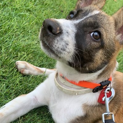 כלב עם קולר ורצועה על דשא ירוק