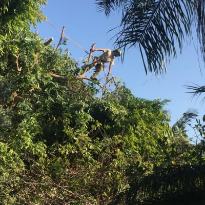 אדם גוזם ענפים על עץ גבוה עם חבל בטיחות