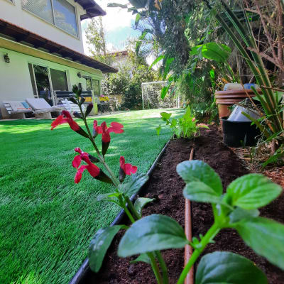 צמחים ופרחים באדמה ליד צינור השקיה בגינה