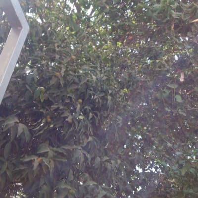 עץ עם עלים ירוקים וענפים צפופים