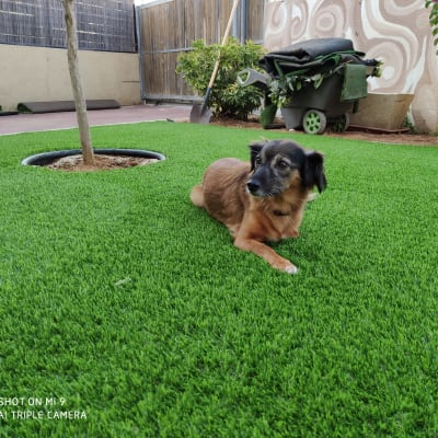 כלי גינון ועגלה ליד עץ על דשא