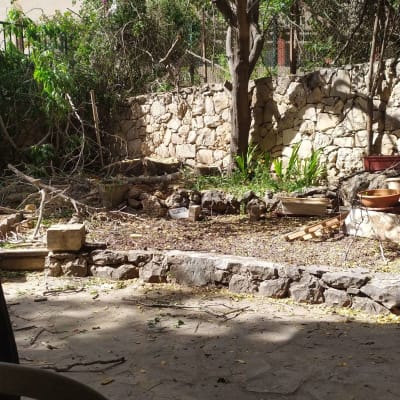 ענפים גזומים על הקרקע ליד עץ גדול