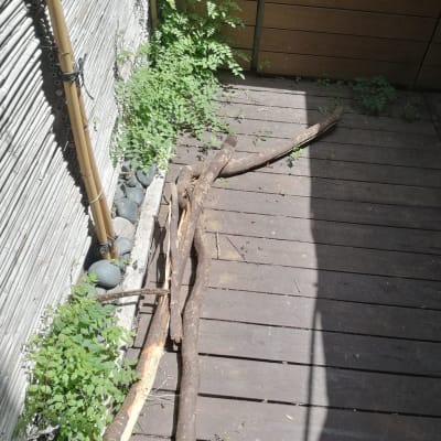 קרשים על רצפת פרקט עם צללים וצמחייה