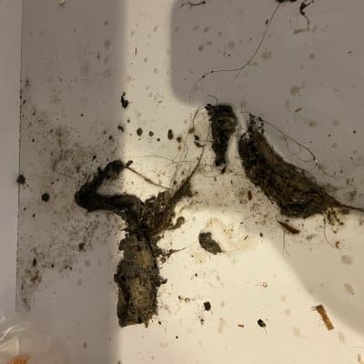 לכלוך ושיער סתום על רצפה לבנה