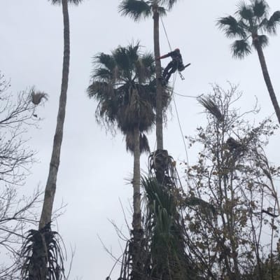 אדם גוזם עץ דקל גבוה באמצעות חבלים