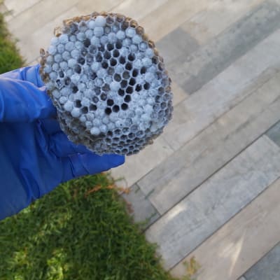 יד בכפפה כחולה מחזיקה קן צרעות