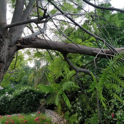 ענף עץ גדול שנשבר וזקוק לגיזום