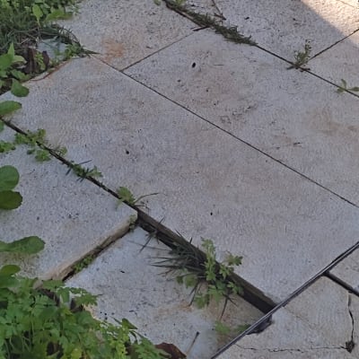 עשבים שוטים בין מרצפות אבן בגינה