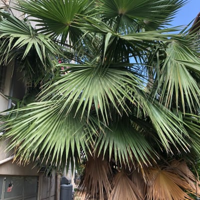 עץ דקל עם עלים יבשים הזקוקים לגיזום