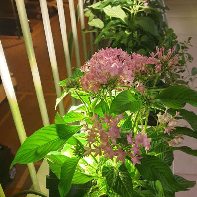 פרחים ורודים בעציץ על מעקה מרפסת מוארת