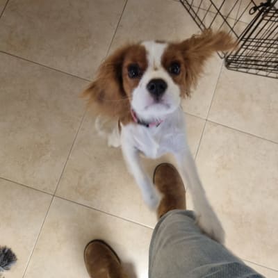 כלב קופץ על רגל של אדם ליד כלוב