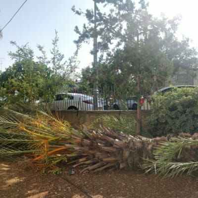 עץ דקל כרות שוכב על הקרקע בגינה