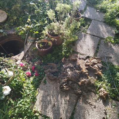 סתימה גדולה ברשת הביוב