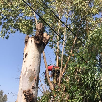 אדם גוזם עץ גבוה עם סולם וכלי גיזום
