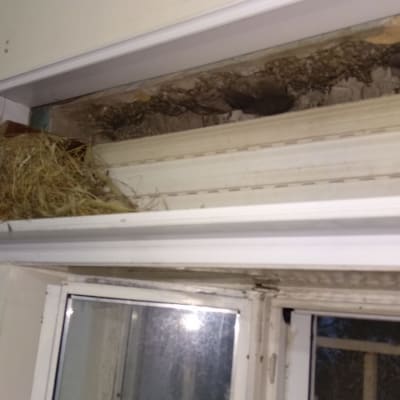 קן ציפורים בתוך מסגרת חלון עם סימני נזק