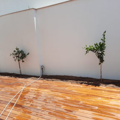 שני עצים קטנים נטועים באדמה ליד קיר לבן