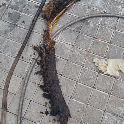 צינור יניקה עם שורשים על רצפת בטון