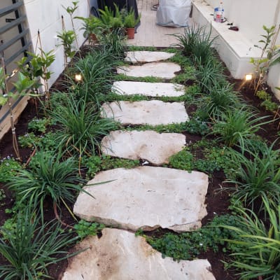 שביל אבנים בגינה עם צמחים ירוקים משני הצדדים