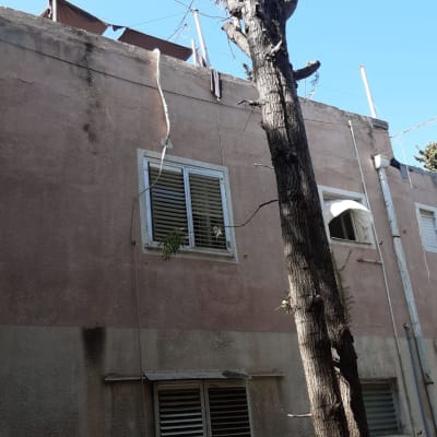 עץ גזום עם ענפים קצוצים ליד בניין