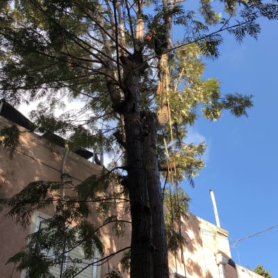 עץ גבוה עם ענפים גזומים וחבלים לגיזום