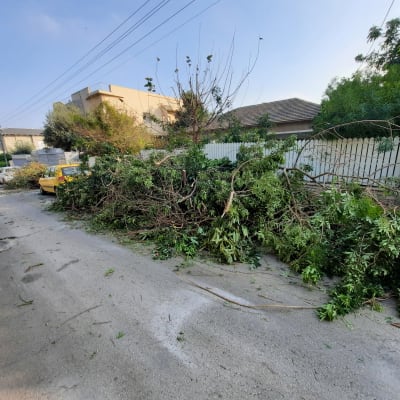 ערימת ענפים וגזם על המדרכה לאחר גיזום עצים