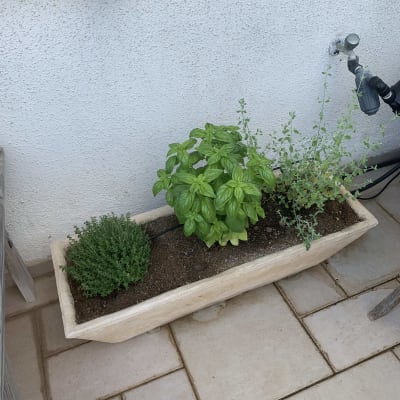 עציץ עם תבלינים: בזיליקום, טימין ואורגנו