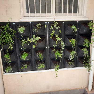 קיר עם עציצים תלויים לגידול צמחים