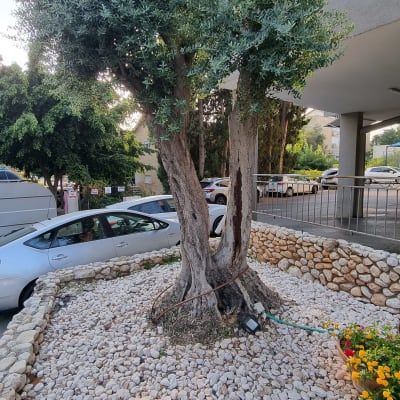 עץ גדול עם אבנים מסביב וצינור השקיה