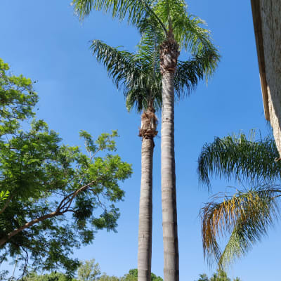 שני עצי דקל גבוהים עם ענפים גזומים