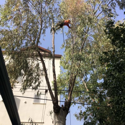 אדם גוזם עץ גבוה עם מסור חשמלי