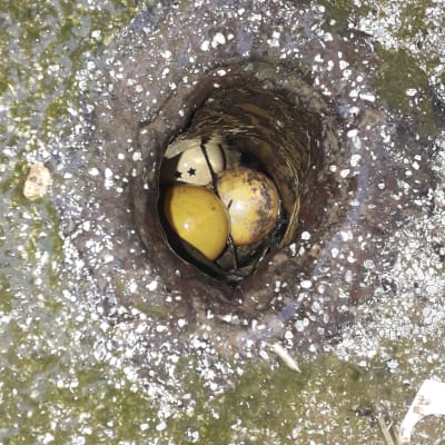 חפץ עגול תקוע בתוך צינור חלוד