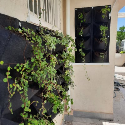 צמחים ירוקים גדלים בכיסי בד על קיר