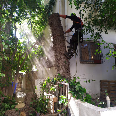 אדם גוזם עץ עם מסור חשמלי על חבל