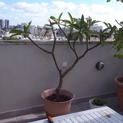 מרפסת עם עציצים, שולחן וכלי עבודה קטן