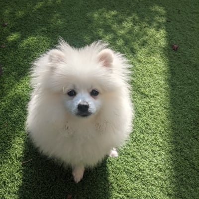 כלב קטן על דשא ירוק באימון