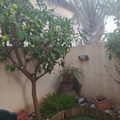 עץ לימון, עציץ, צמחים ירוקים, אדניות בגינה