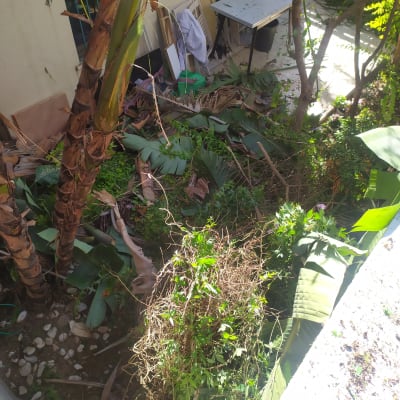 ענפים ועלים גזומים על הקרקע ליד עצים